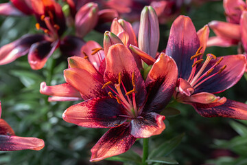 Asiatic lily or Asiatic lilies flower in garden.