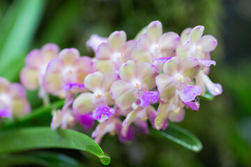 Orchid flower in the garden. Rhynchostylis Orchidaceae.
