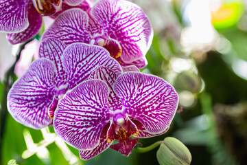 Orchid flower in the garden. Phalaenopsis Orchidaceae.