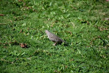 Obraz na płótnie Canvas A single small grayish brown common ground dove standing alone in a field of blurred green grass. The bird shows a side view with beak, one eye, wing and tail.