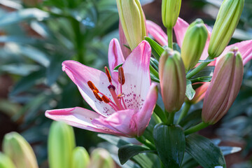 Obraz premium Asiatic lily or Asiatic lilies flower in garden.