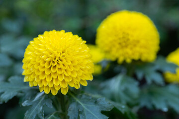 Pompom chrysanthemums flower in the garden