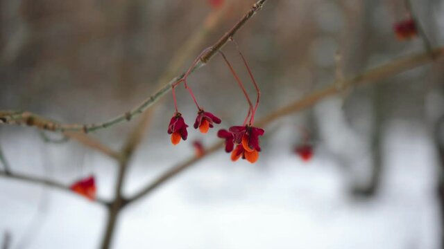 barberry hanging on a branch in winter