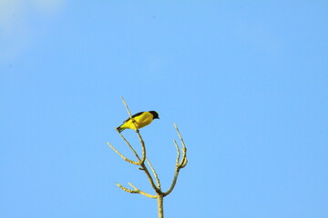 hermoso pájaro luis gordicuello amarillo con negro en el árbol y el cielo azul de fondo 