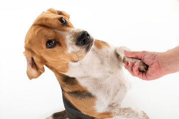 Cute beagle dog on isolated