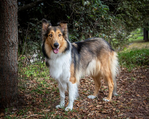 happy purebred collie dog standing outdoor in a park in autumn