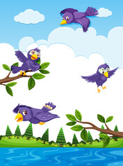 Flying birds in the nature