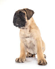 Obraz premium puppy bullmastiff in studio