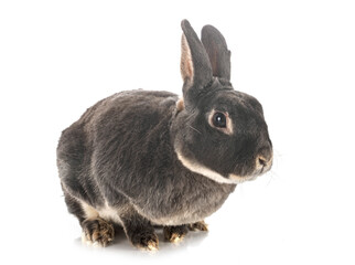 Obraz premium rex rabbit in studio