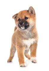 puppy shiba inu in studio