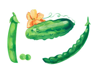 Green vegetables. Hand drawn acrylic or gouache illustration on white