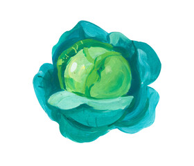 Green Cabbage. Hand drawn acrylic or gouache illustration on white