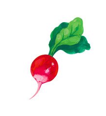 radish with leaves. Hand drawn acrylic or gouache illustration on white