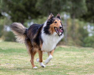 portrait of happy collie dog running and jumping outside in nature