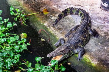 crocodile in the grass