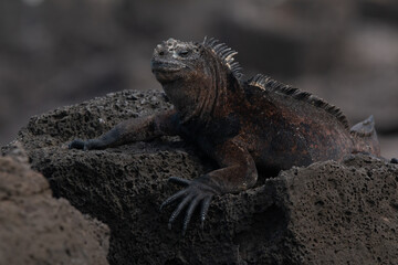 iguana on a rock