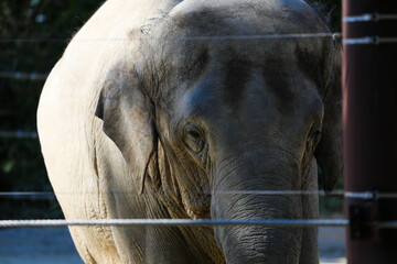 Fototapeta premium zoo landscapes
