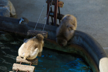 zoo landscapes