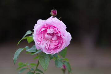 秋の桃色の薔薇の花 Pink rose flower that blooms in autumn.