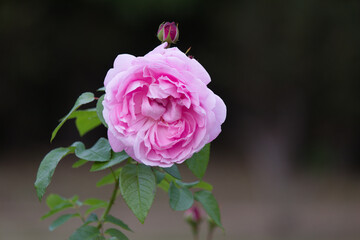 秋の桃色の薔薇の花 Pink rose flower that blooms in autumn.