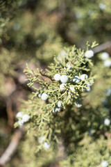 Juniper berries
