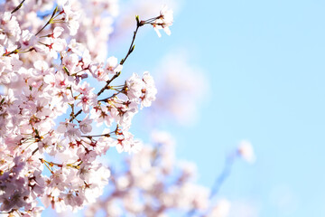sakura