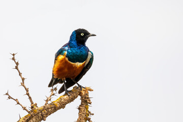 Naklejka premium superb Starling bird, Ethiopia Wildlife