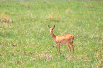Cute Oribi antelope Ethiopia, Africa wildlife