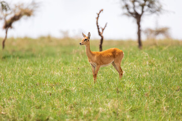 Naklejka na ściany i meble Cute Oribi antelope Ethiopia, Africa wildlife