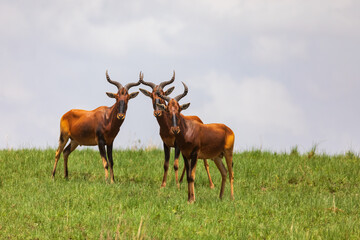 Swayne's Hartebeest antelope, Ethiopia wildlife