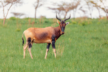 Naklejka na ściany i meble Swayne's Hartebeest antelope, Ethiopia wildlife