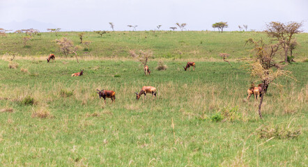 Swayne's Hartebeest antelope, Ethiopia wildlife