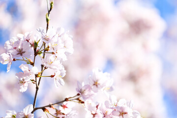 Fototapeta premium sakura