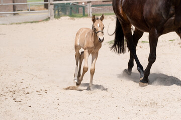 Foal trot with mother in the sand. A natural green background