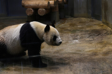 panda