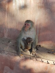Indian Monkey playing in temples (monkey enjoying thier life in temples)