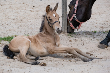 Newborn foal lies in the sand in a rural setting on the farm