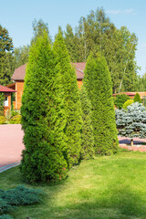 Green lawn with coniferous trees