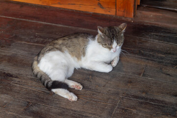 A white and grey cat sleeps on the wooden floor.