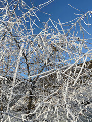 frost on the branches winter sunny day birds