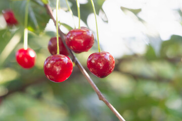 Red berry of a ripe cherry on a tree close-up. Ripe juicy cherry, macro photo. Cherry ripe in the summer on the Bush. A lot of cherry berries hanging on a branch. Berry summer background.
