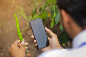 Agronomist taking photo in smart phone at green chilly field