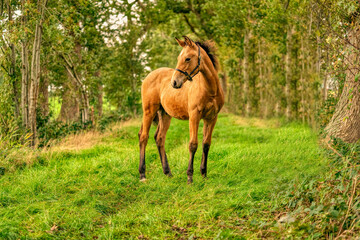 Portrait of buckskin foal, the horse with halter stands in the forest. Autumn sun