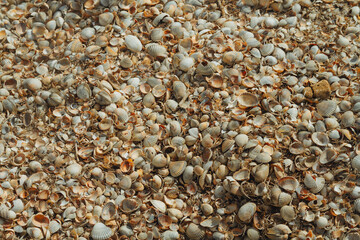 Many small shells on the beach. White broken seashells on the beach.
