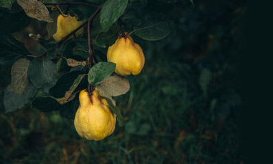 Ripe yellow quince fruits grow on quince tree with green foliage at summer garden on dark background with copy space.