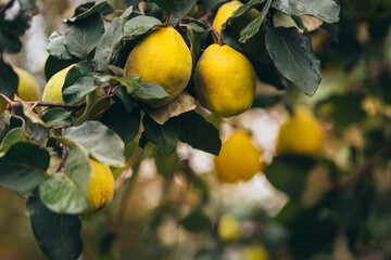 Ripe yellow quince fruits grow on quince tree with green foliage at summer garden.