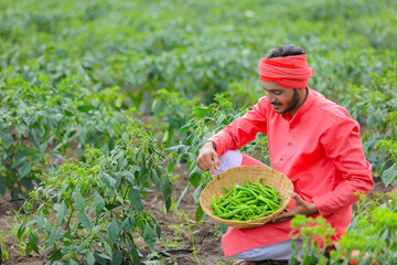 Young indian farmer collecting green chilly in wooden bowl at green chilly field