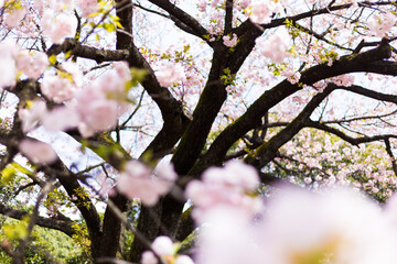 flowe from japan