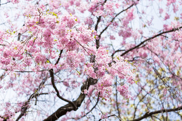 Fototapeta premium flowe from japan