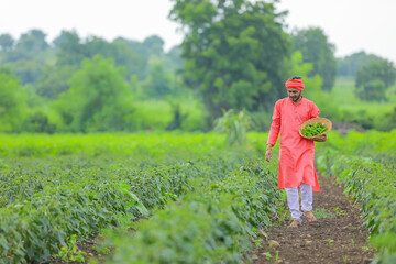 Young indian farmer collecting green chilly in wooden bowl at green chilly field